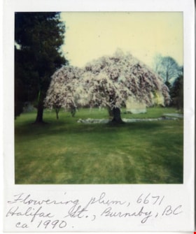 Plum tree, [199-] thumbnail