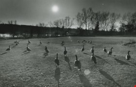 Canada geese in the park, ca.1983 thumbnail