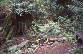 Tree stump on Burnaby Mountain, [1995] thumbnail