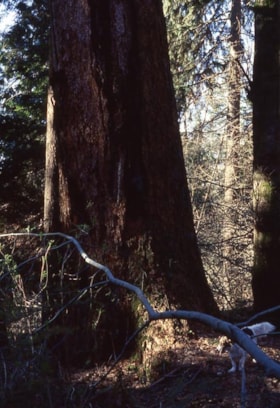 Western red cedar on Burnaby Mountain, [1995] thumbnail