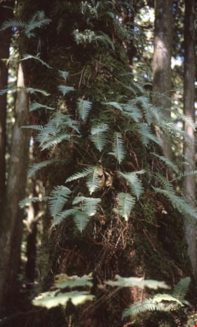 Licorice ferns on a tree on Burnaby Mountain, 1997 thumbnail