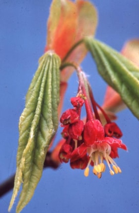 Red-flowering currant on Burnaby Mountain, [1995] thumbnail