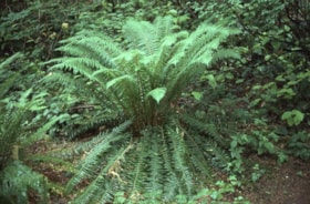 Western sword fern on Burnaby Mountain, [1995] thumbnail