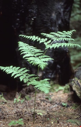 Bracken fern on Burnaby Mountain, [1995] thumbnail