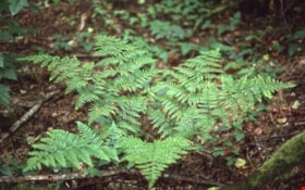 Spiny wood fern on Burnaby Mountain, [1995] thumbnail