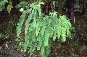 Maiden fern on Burnaby Mountain, [1995] thumbnail