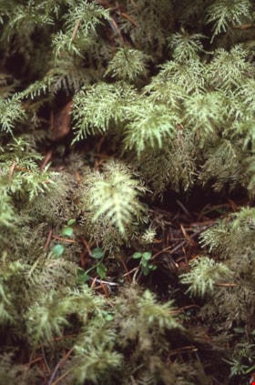 Mountain fern moss on Burnaby Mountain, [1995] thumbnail