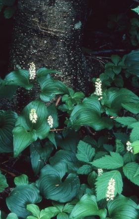 Canadian lily-of-the-valley on Burnaby Mountain, [1995] thumbnail