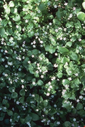 Unidentified white flowers on Burnaby Mountain, [1995] thumbnail