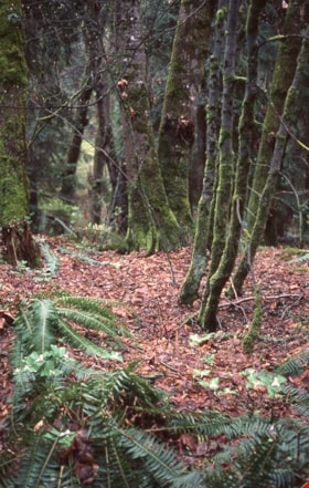 Trillium and ferns on Burnaby Mountain, [1995] thumbnail
