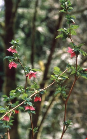 Salmonberry flowers on Burnaby Mountain, [1995] thumbnail
