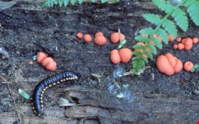 Yellow-spotted millipede on Burnaby Mountain, 1995 thumbnail