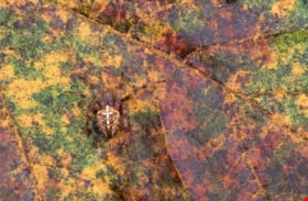 Cross spider on a leaf on Burnaby Mountain, 1994 thumbnail