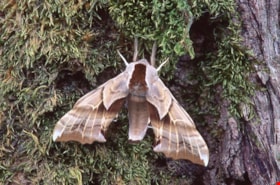 One-eyed sphinx moth on a tree on Burnaby Mountain, 1995 thumbnail