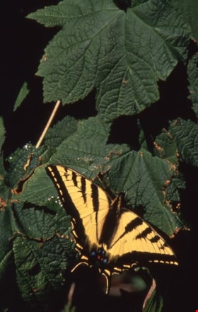 Western tiger butterfly on a leaf on Burnaby Mountain, [1995] thumbnail