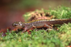 Long-toed salamander on Burnaby Mountain, 1994 thumbnail