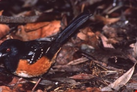 Spotted towhee on Burnaby Mountain, [1995] thumbnail