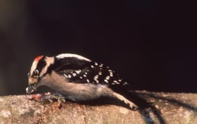 Downy woodpecker on Burnaby Mountain, [1995] thumbnail