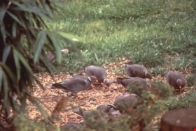Band-tailed pigeon on Burnaby Mountain, [1995] thumbnail