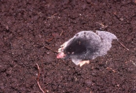 Mole on Burnaby Mountain, 1994 thumbnail