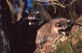Raccoons on Burnaby Mountain, [1995] thumbnail