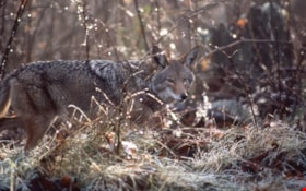 Coyote on Burnaby Mountain, [1995] thumbnail