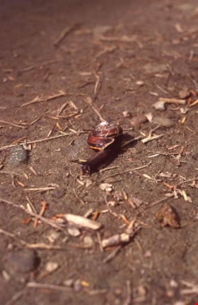 Pacific sideband snail on Burnaby Mountain, [1995] thumbnail