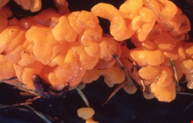 Slug on orange jelly fungus on Burnaby Mountain, [1995] thumbnail