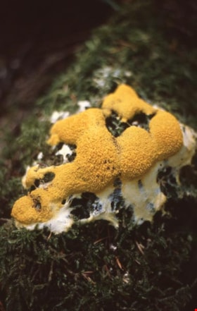Dog vomit slime mold on Burnaby Mountain, 1997 thumbnail