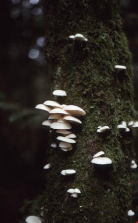 Unidentified mushrooms on Burnaby Mountain, [1995] thumbnail