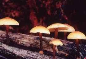 Unidentified mushrooms on a split log on Burnaby Mountain, [1995] thumbnail