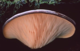 Unidentified mushrooms on Burnaby Mountain, [1995] thumbnail