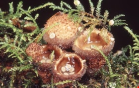 Bird's nest fungus on Burnaby Mountain, [1995] thumbnail