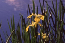 Yellow iris flowers on Burnaby Mountain, 1990 thumbnail