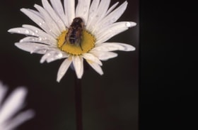 Bee on a daisy on Burnaby Mountain, 1991 thumbnail