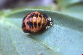 Lady bug pupa on a leaf on Burnaby Mountain, 1994 thumbnail