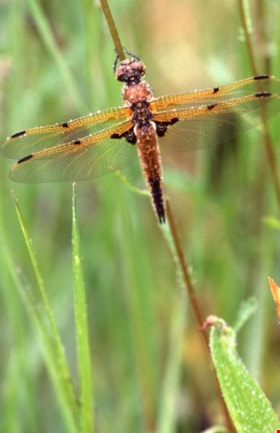 Four-spotted skimmer dragonfly on a plant stem on Burnaby Mountain, [1995] thumbnail