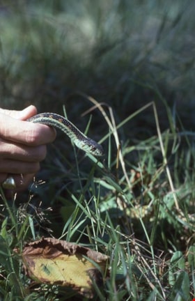 Garter snake on Burnaby Mountain, [1995] thumbnail