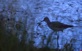 Sandpiper eating a dragonfly on Burnaby Mountain, 1998 thumbnail