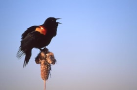 Red-winged blackbird on Burnaby Mountain, 1996 thumbnail