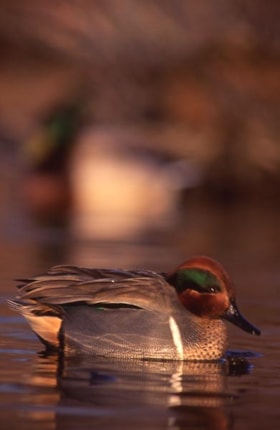 Green-winged teal on Burnaby Mountain, [1995] thumbnail