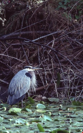 Blue heron on Burnaby Mountain, [1995] thumbnail