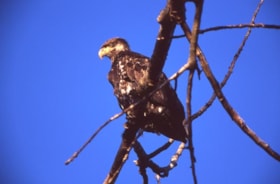 Juvenile bald eagle on Burnaby Mountain, 1995 thumbnail