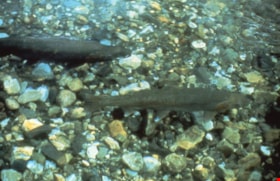 Salmon on Burnaby Mountain, [1995] thumbnail