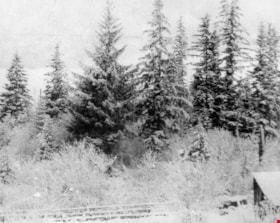 Stand of trees, [191-?] (date of original), copied [between 1975 and 1985] thumbnail