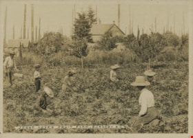 Jesse Love's Fruit Farm, Burnaby, BC, [1900] thumbnail