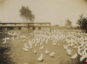 George Edmonds' poultry ranch, 1914 thumbnail