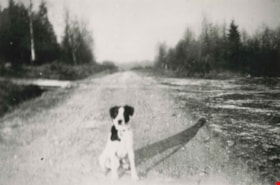 Dog on Elgin Avenue, [1939] (date of original), copied 1986 thumbnail