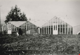 Chamberlain's Greenhouses, [1936] (date of original), copied 1986 thumbnail