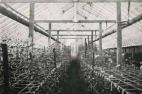 Chamberlain's Greenhouses, [1936] (date of original), copied 1986 thumbnail
